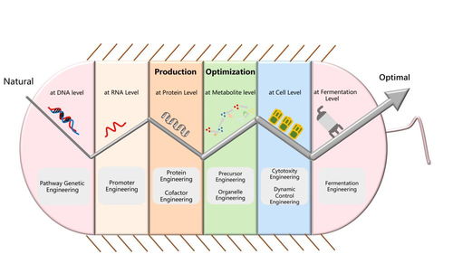 天科大現(xiàn)代釀造技術(shù)團(tuán)隊(duì)在酵母代謝工程領(lǐng)域取得重要研究進(jìn)展